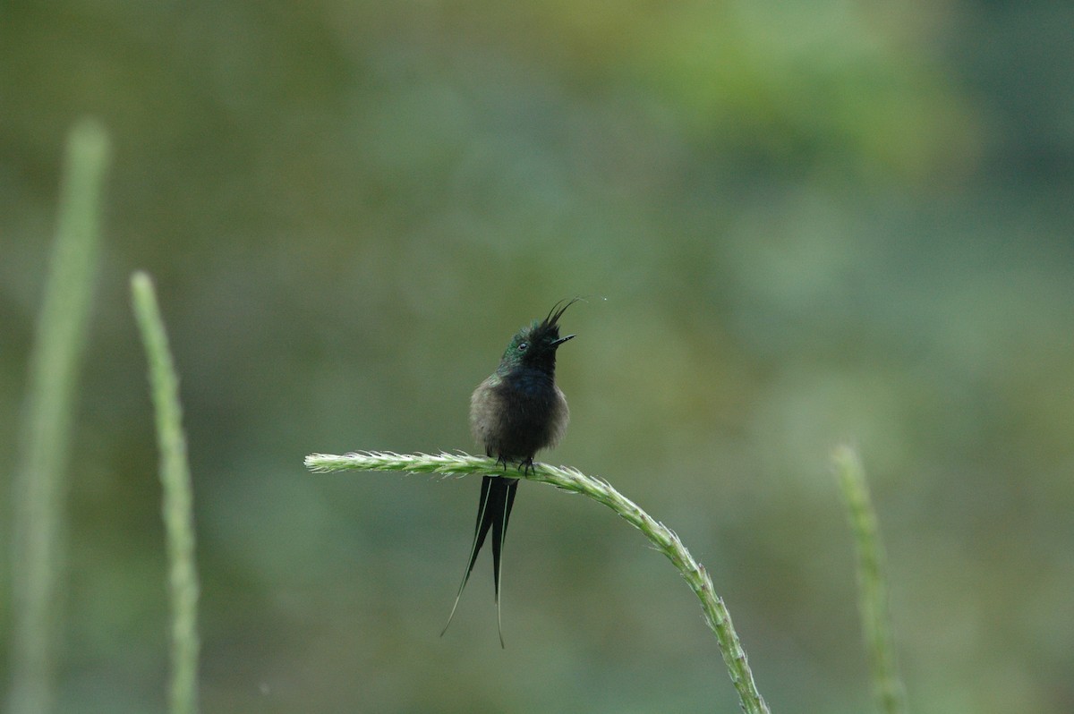 Wire-crested Thorntail - ML619644148