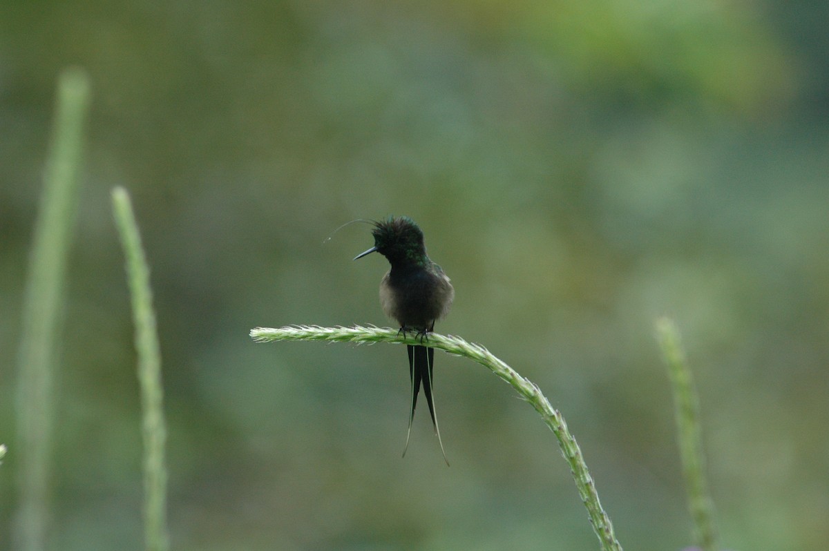 Wire-crested Thorntail - Francisco Sornoza