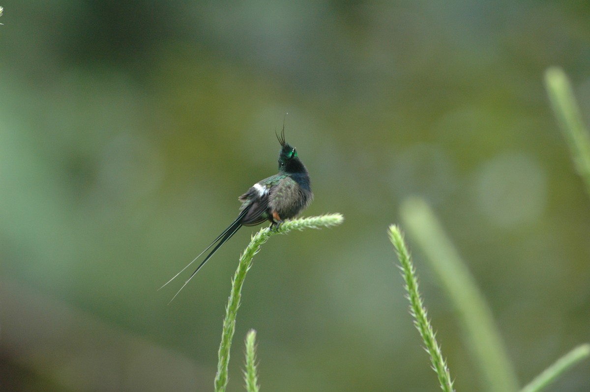 Wire-crested Thorntail - Francisco Sornoza