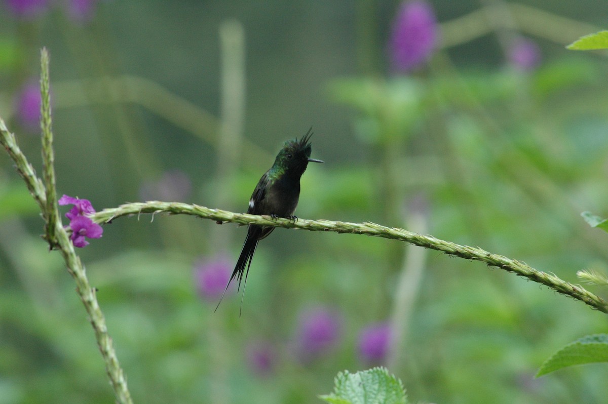 Wire-crested Thorntail - Francisco Sornoza