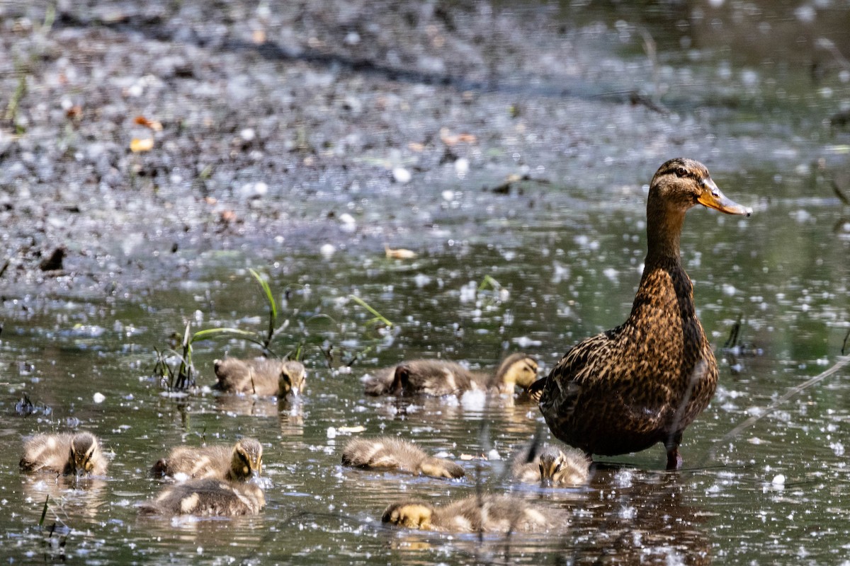 Mallard - Alex Brent