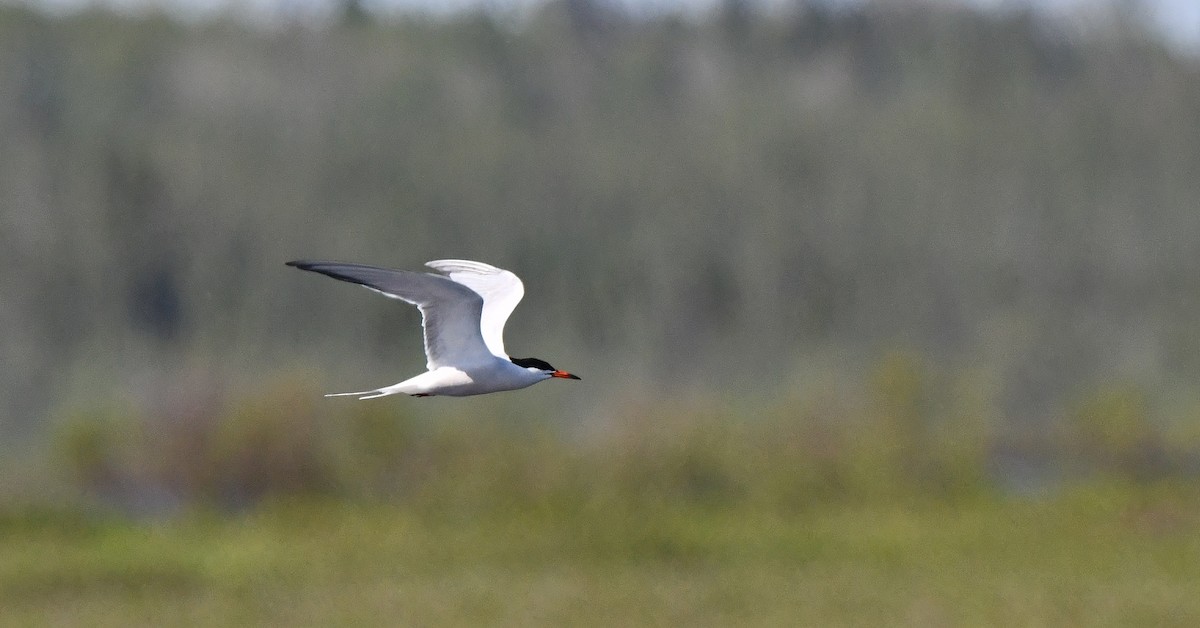 Common Tern - François Hamel