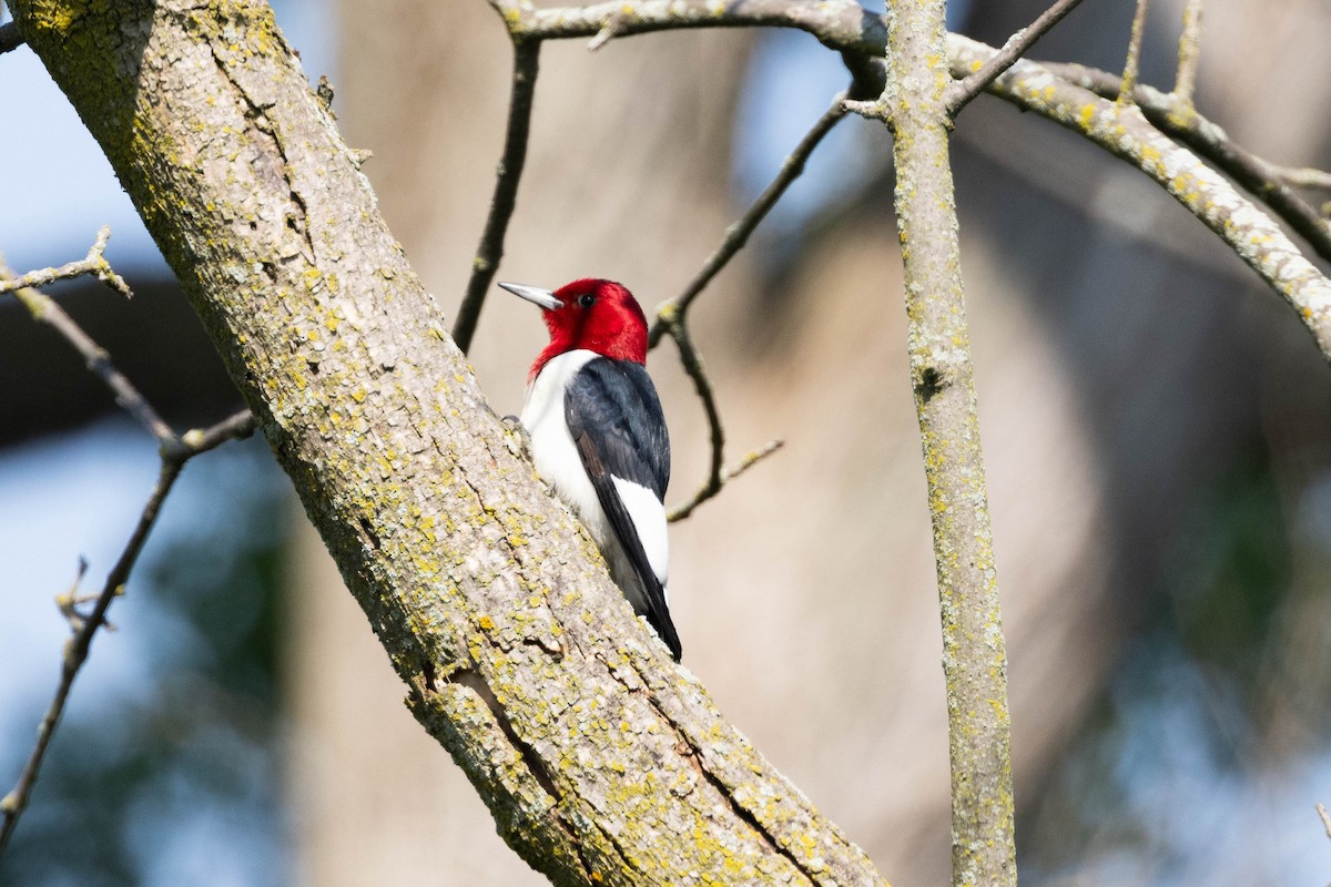 Red-headed Woodpecker - Kees de Mooy