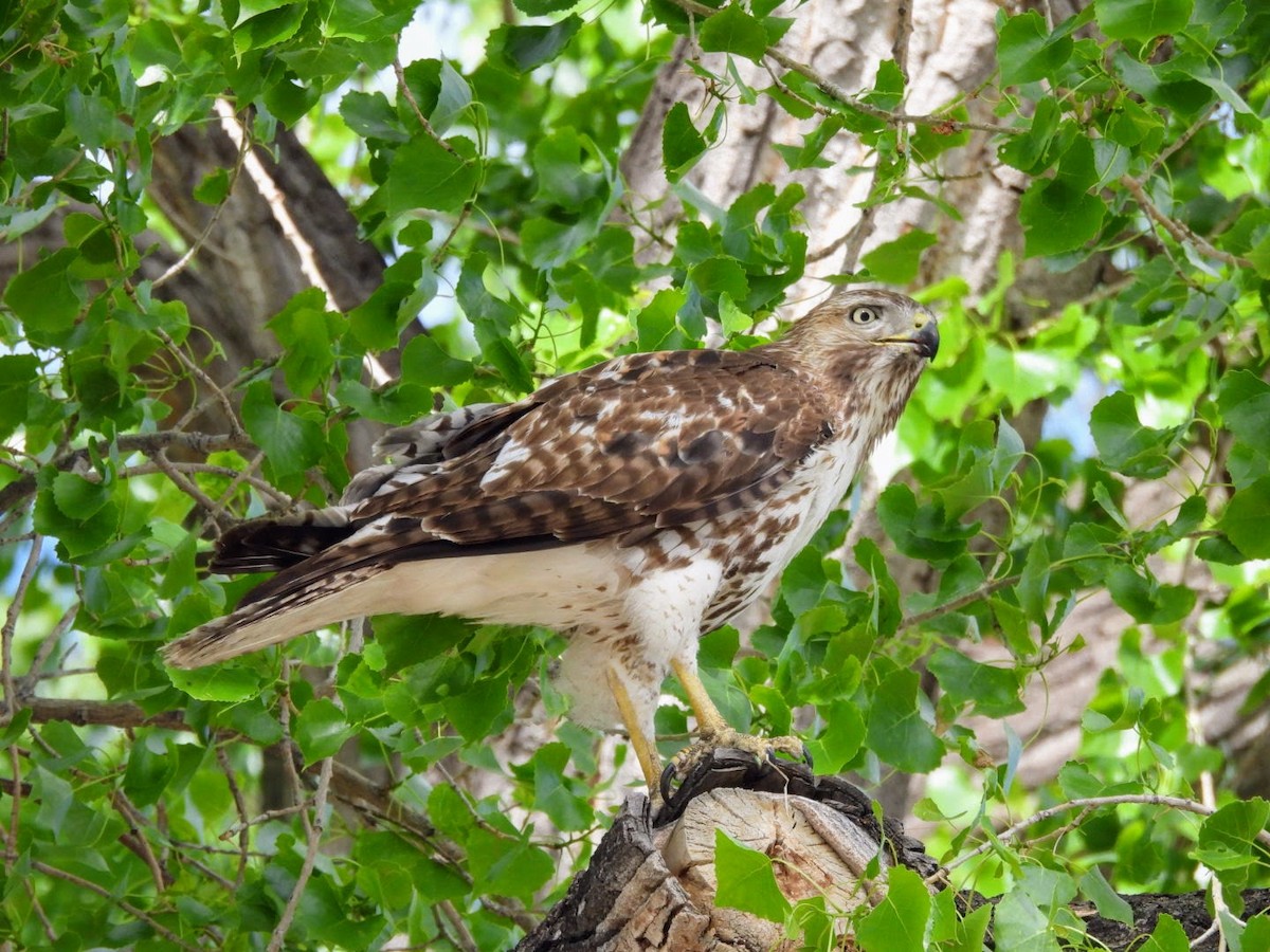 Red-tailed Hawk - patricia kuzma sell
