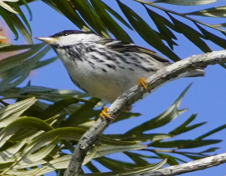 Blackpoll Warbler - John McCallister