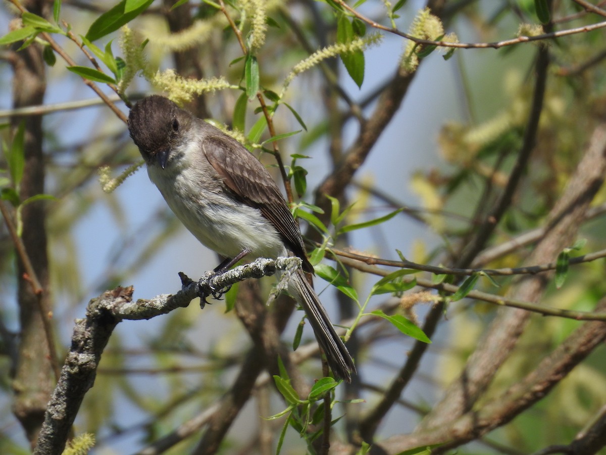 Eastern Phoebe - Russ Kopp