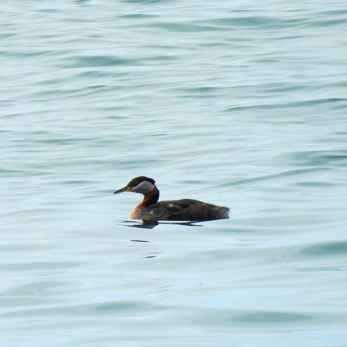Red-necked Grebe - ML619644175