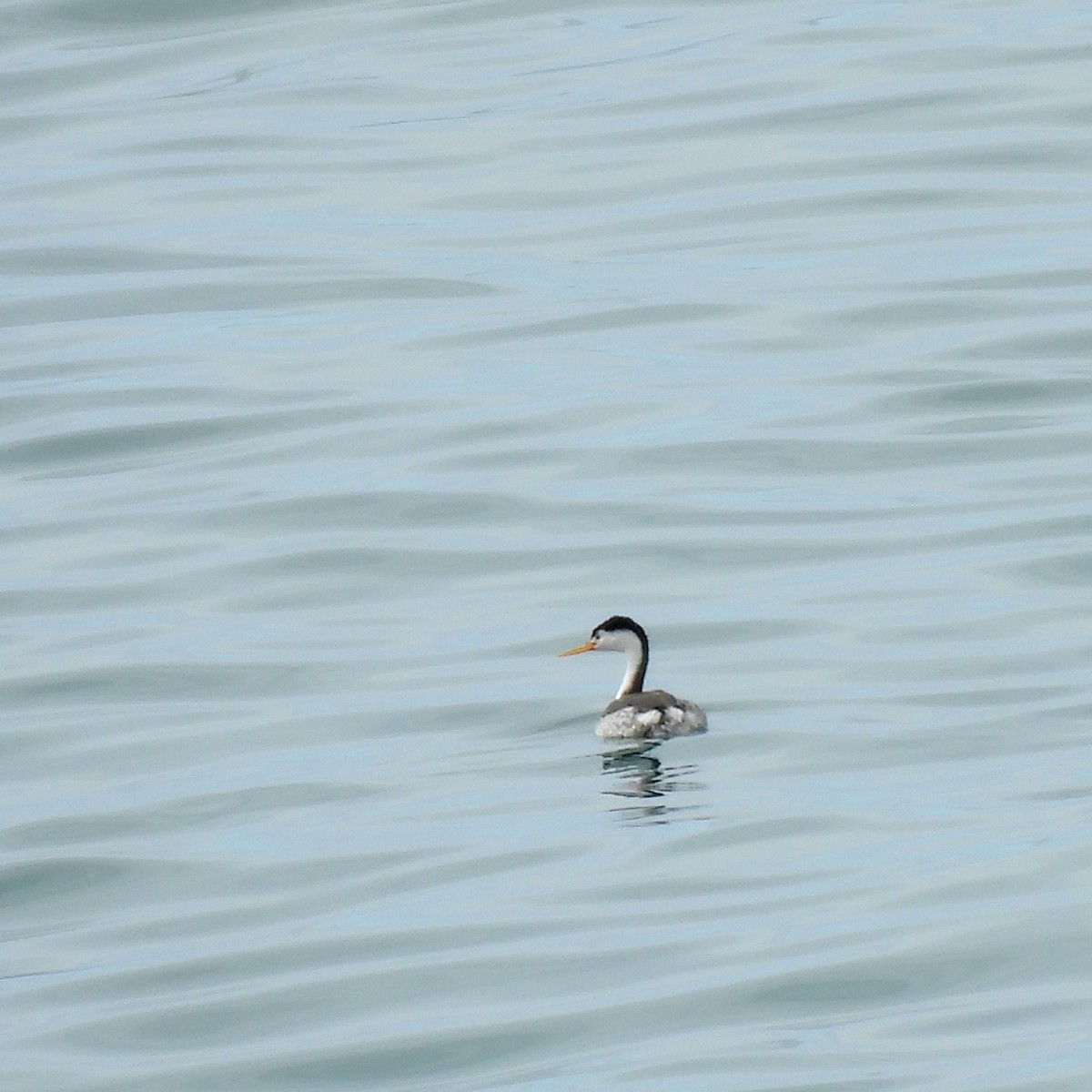 Clark's Grebe - ML619644182