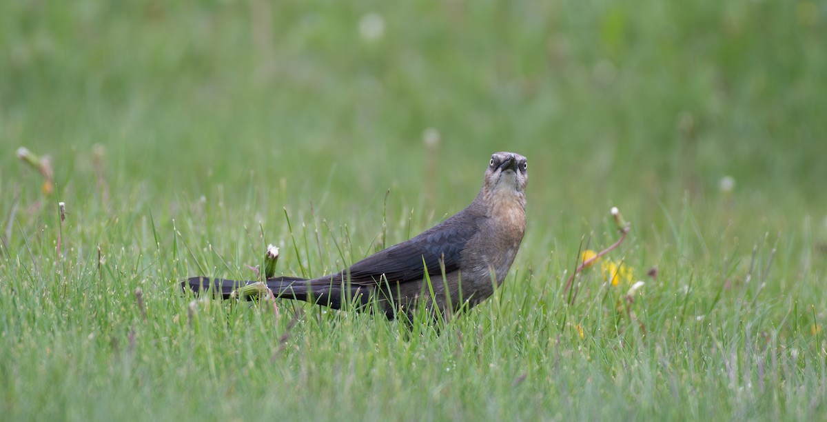 Great-tailed Grackle - Simon Kiacz