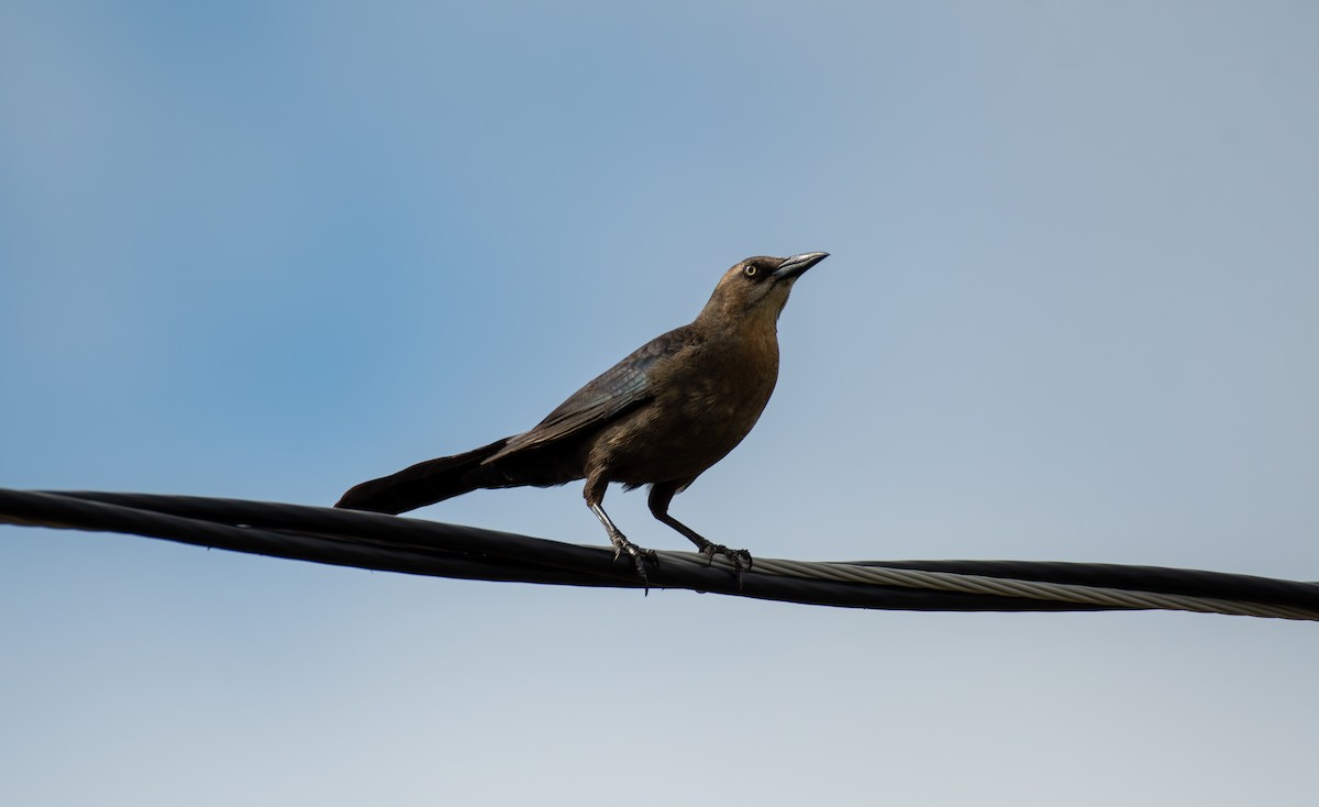 Great-tailed Grackle - Simon Kiacz