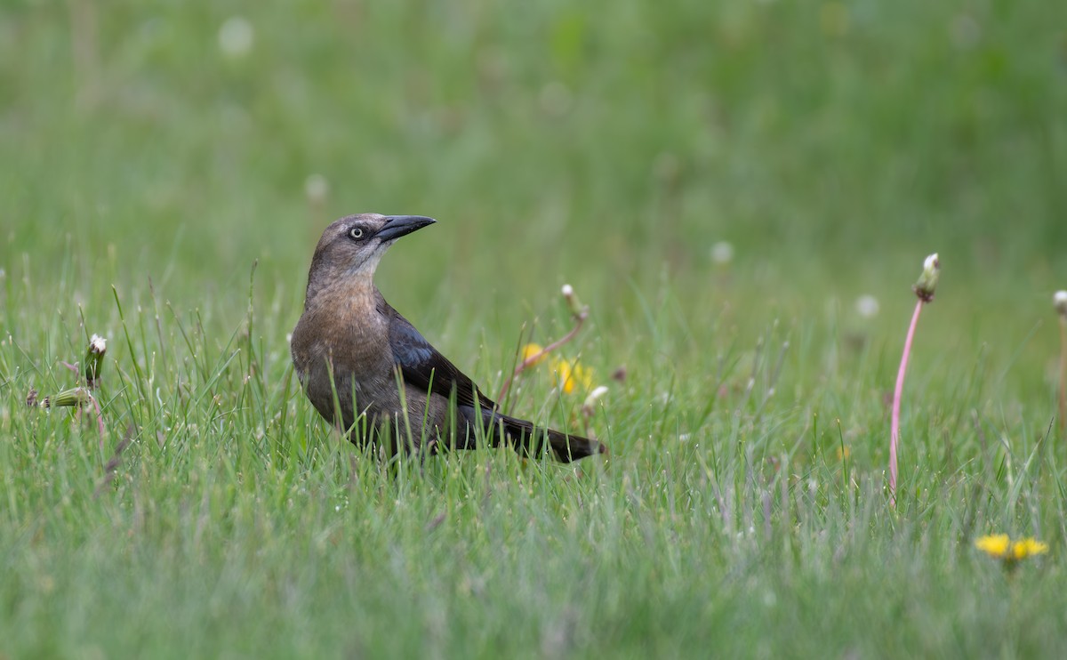 Great-tailed Grackle - Simon Kiacz