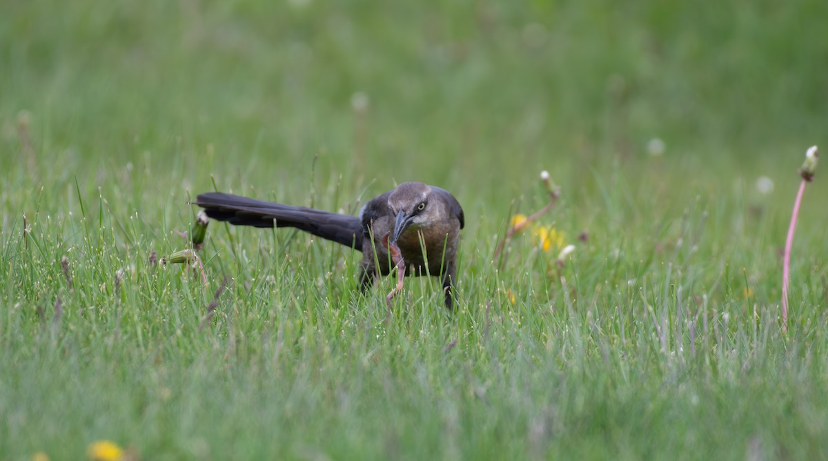 Great-tailed Grackle - Simon Kiacz