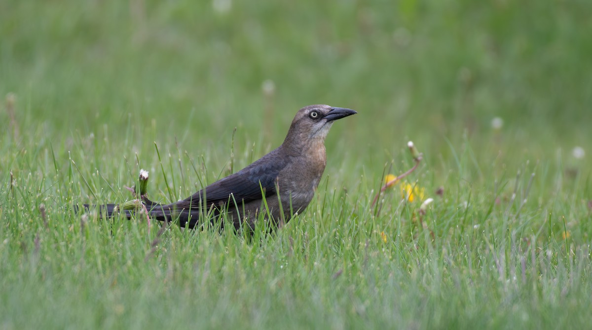 Great-tailed Grackle - Simon Kiacz