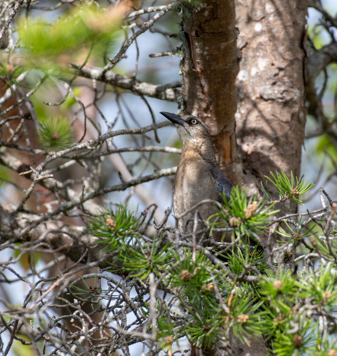 Great-tailed Grackle - Simon Kiacz