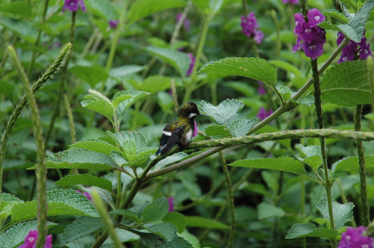 kolibřík ostrochocholatý - ML619644205