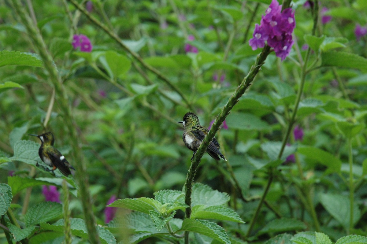 kolibřík ostrochocholatý - ML619644208