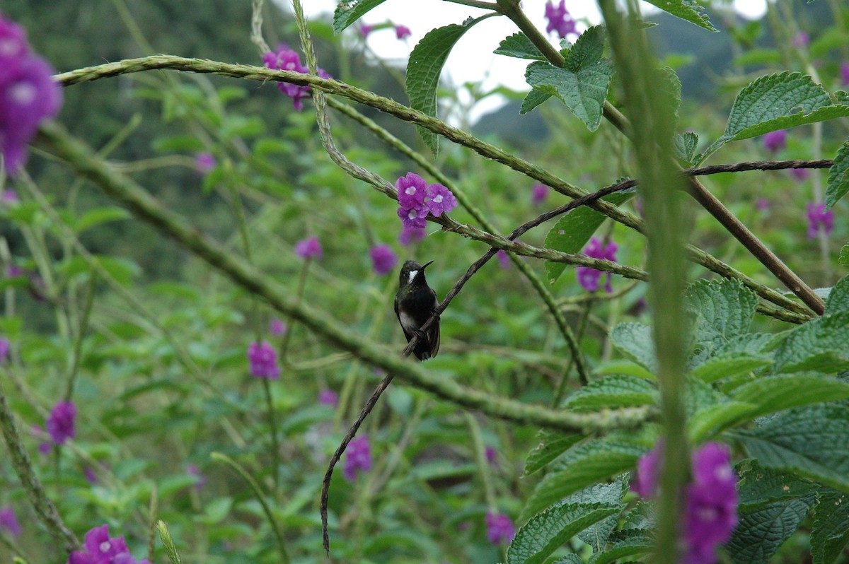 kolibřík ostrochocholatý - ML619644210