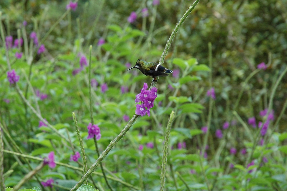 kolibřík ostrochocholatý - ML619644212