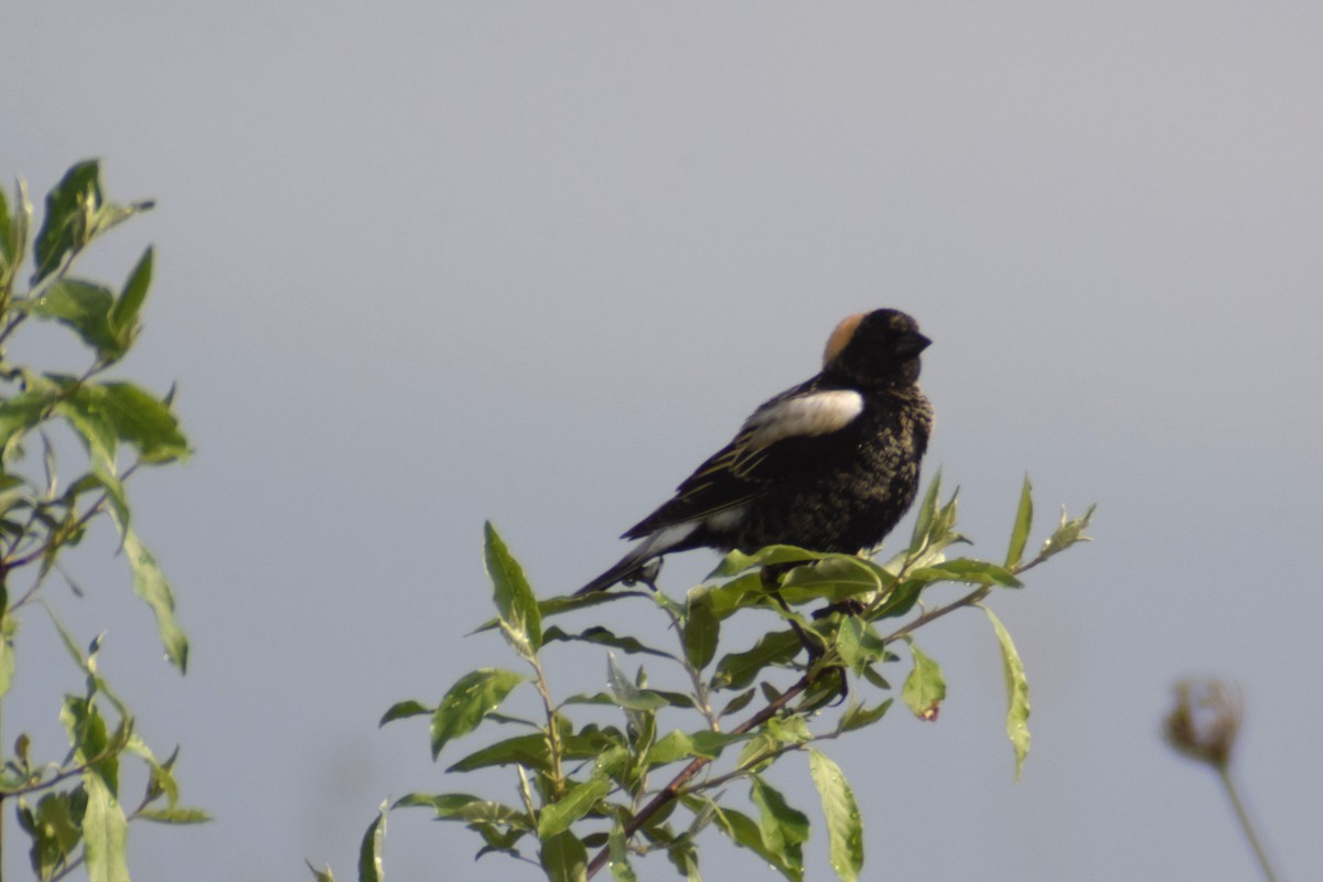 bobolink americký - ML619644214