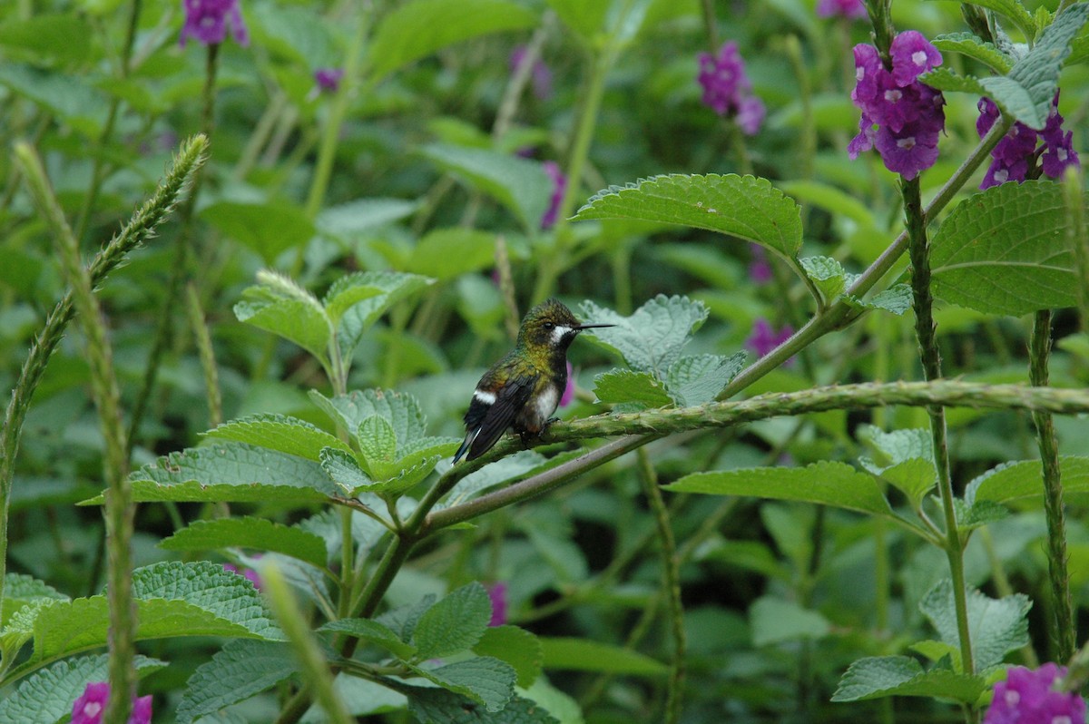 kolibřík ostrochocholatý - ML619644215