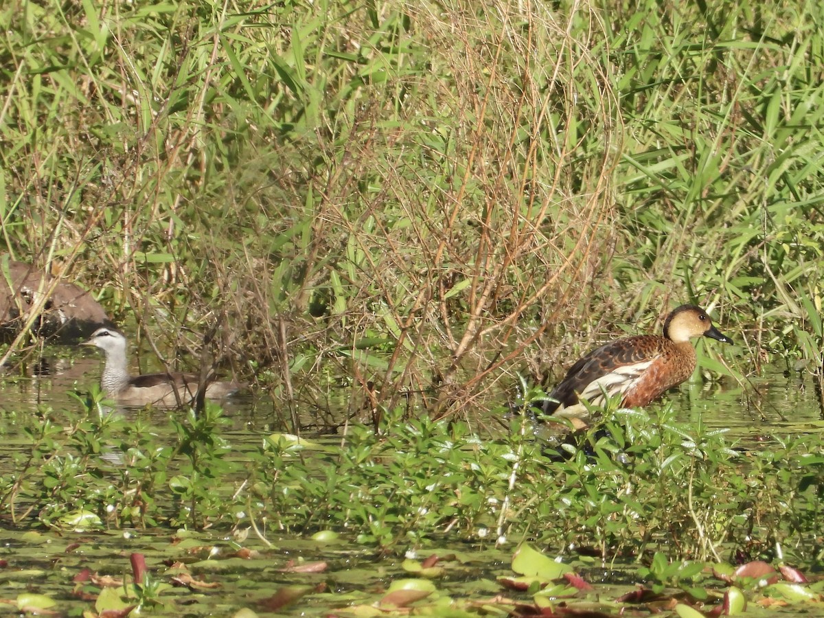 Wandering Whistling-Duck - Cherri and Peter Gordon