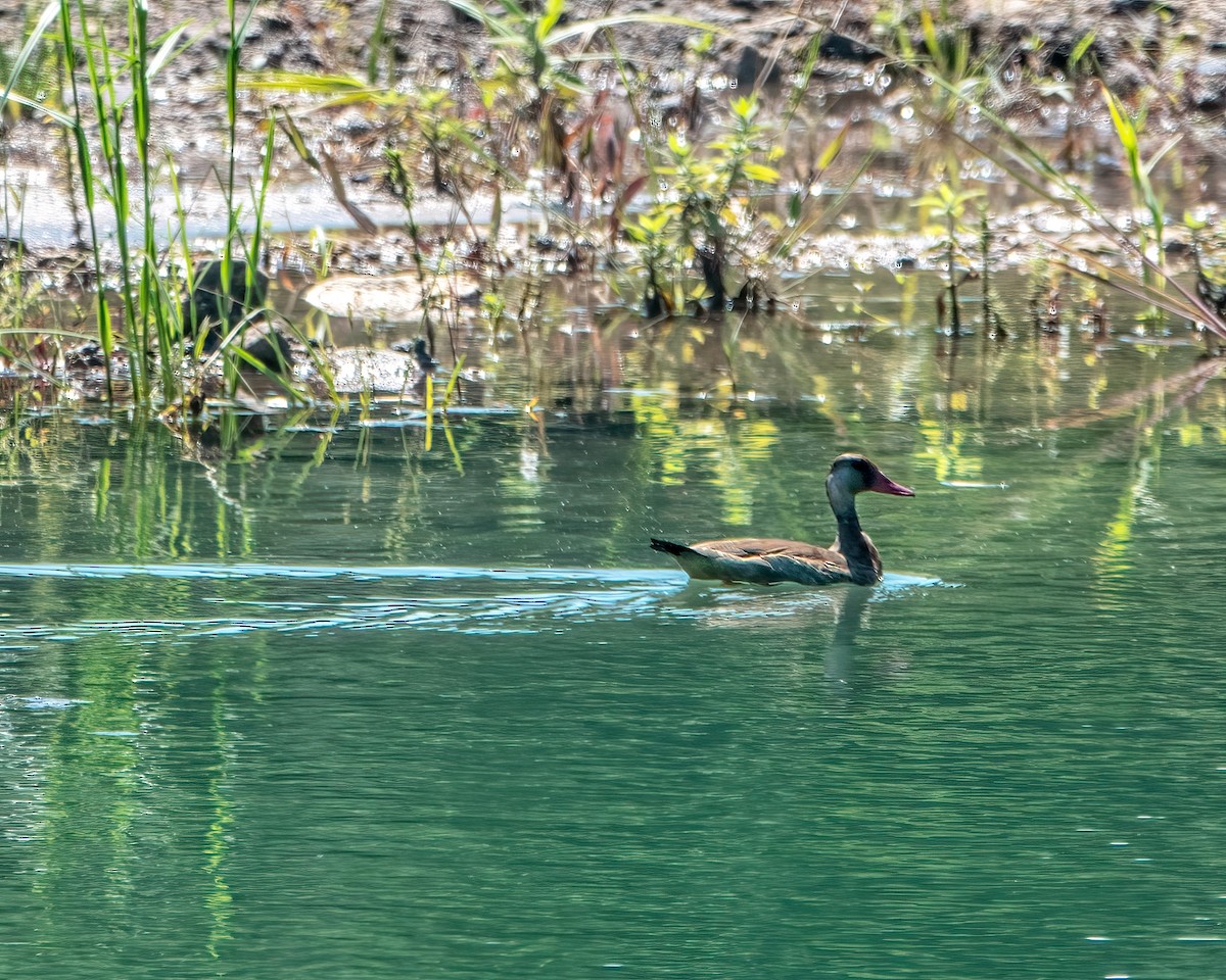 Brazilian Teal - Albino Paiva