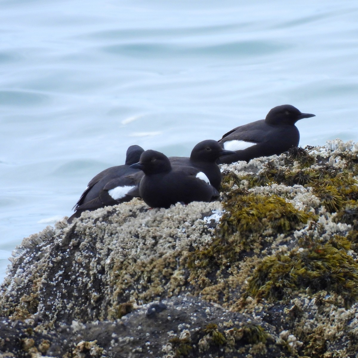 Pigeon Guillemot - Susan Kirkbride