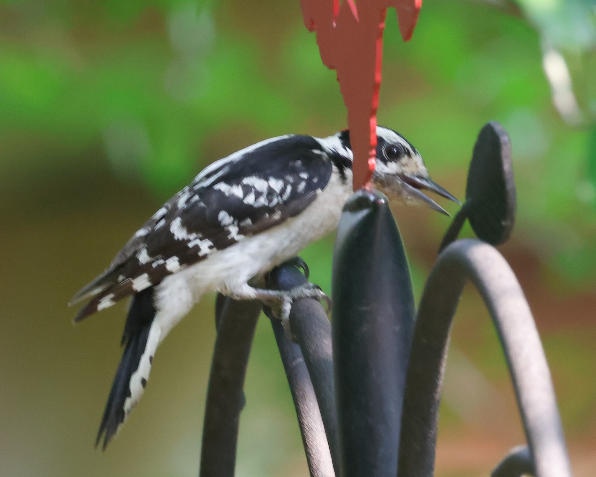 Downy Woodpecker - ML619644224