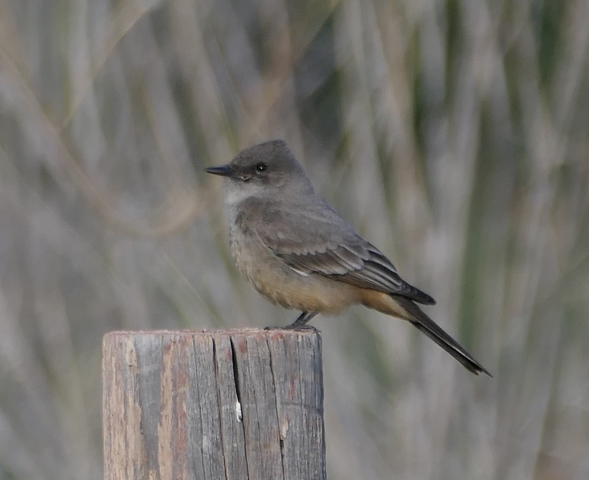 Say's Phoebe - Melanie Barnett