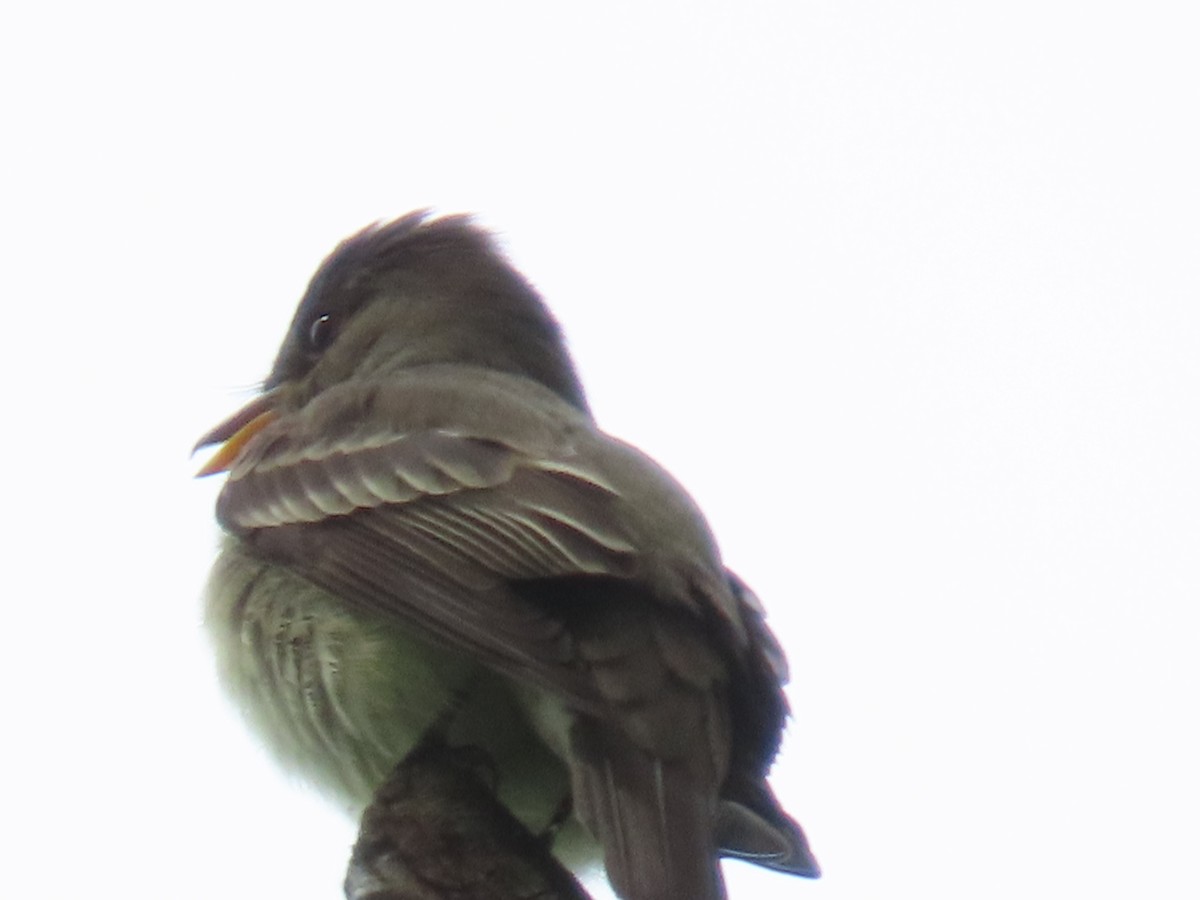 Eastern Wood-Pewee - ML619644238