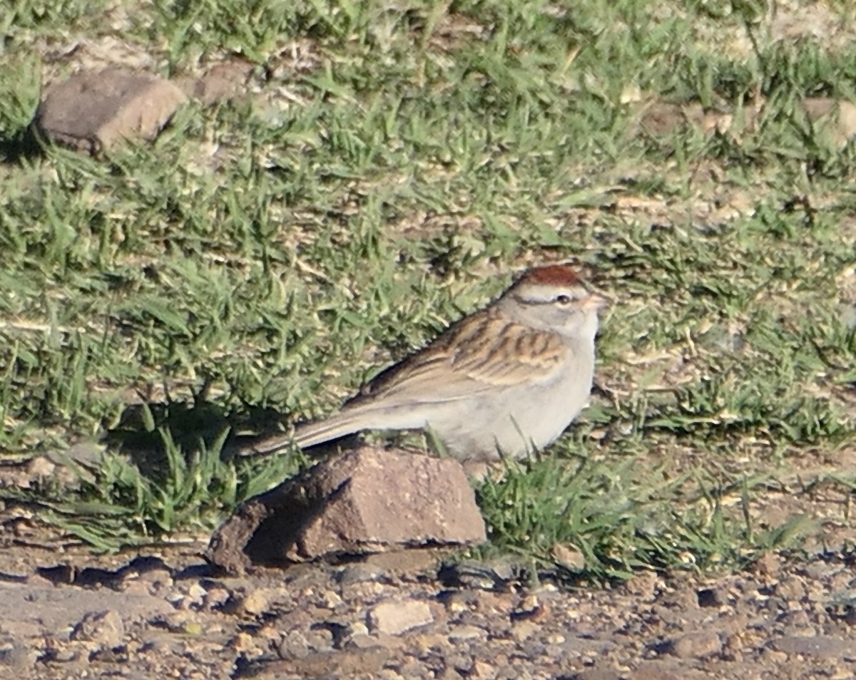 Chipping Sparrow - Melanie Barnett