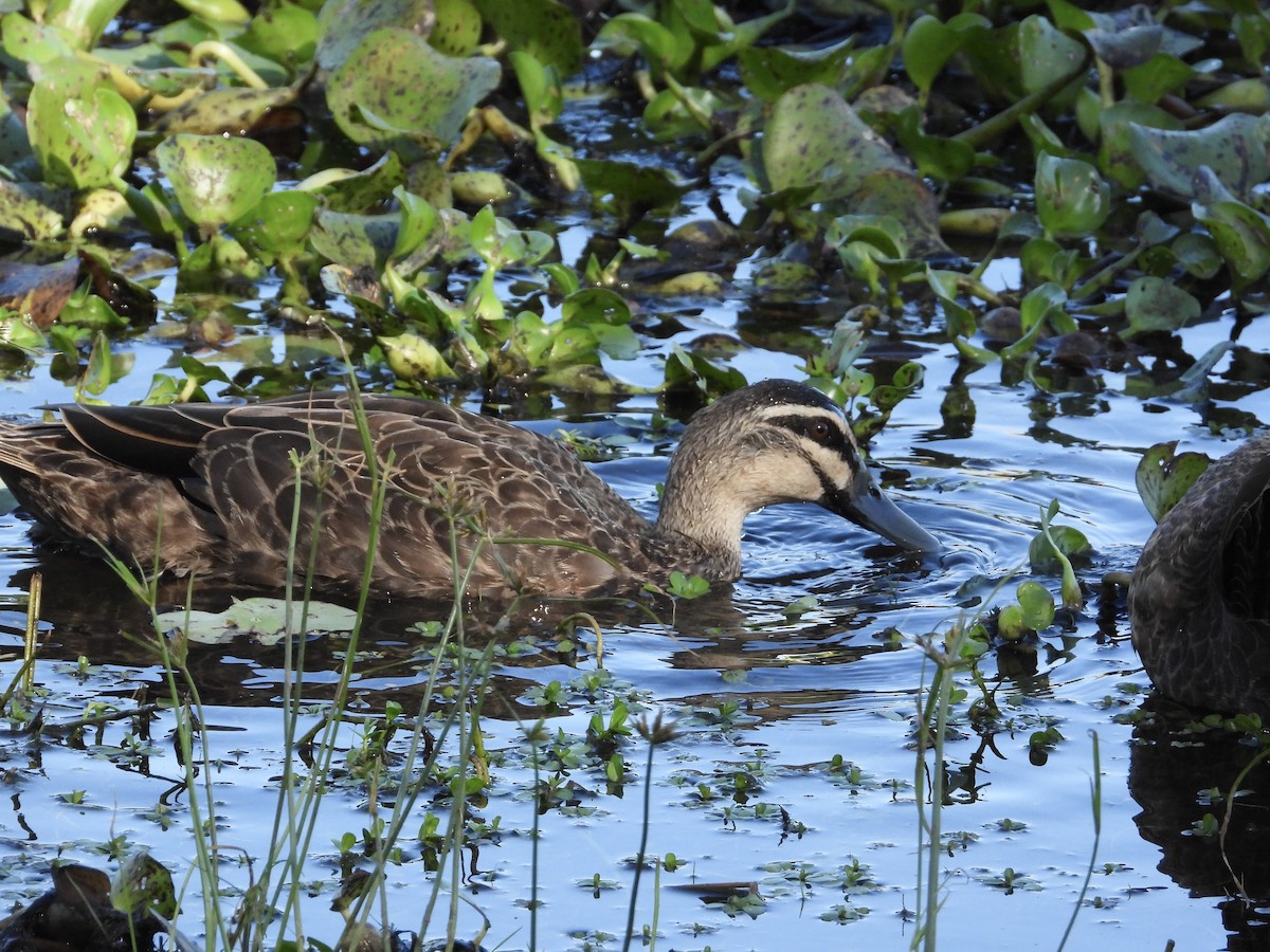 Pacific Black Duck - Cherri and Peter Gordon