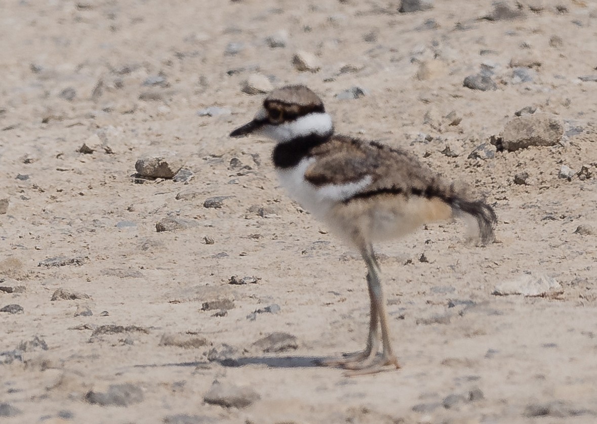 Killdeer - Robert Bochenek