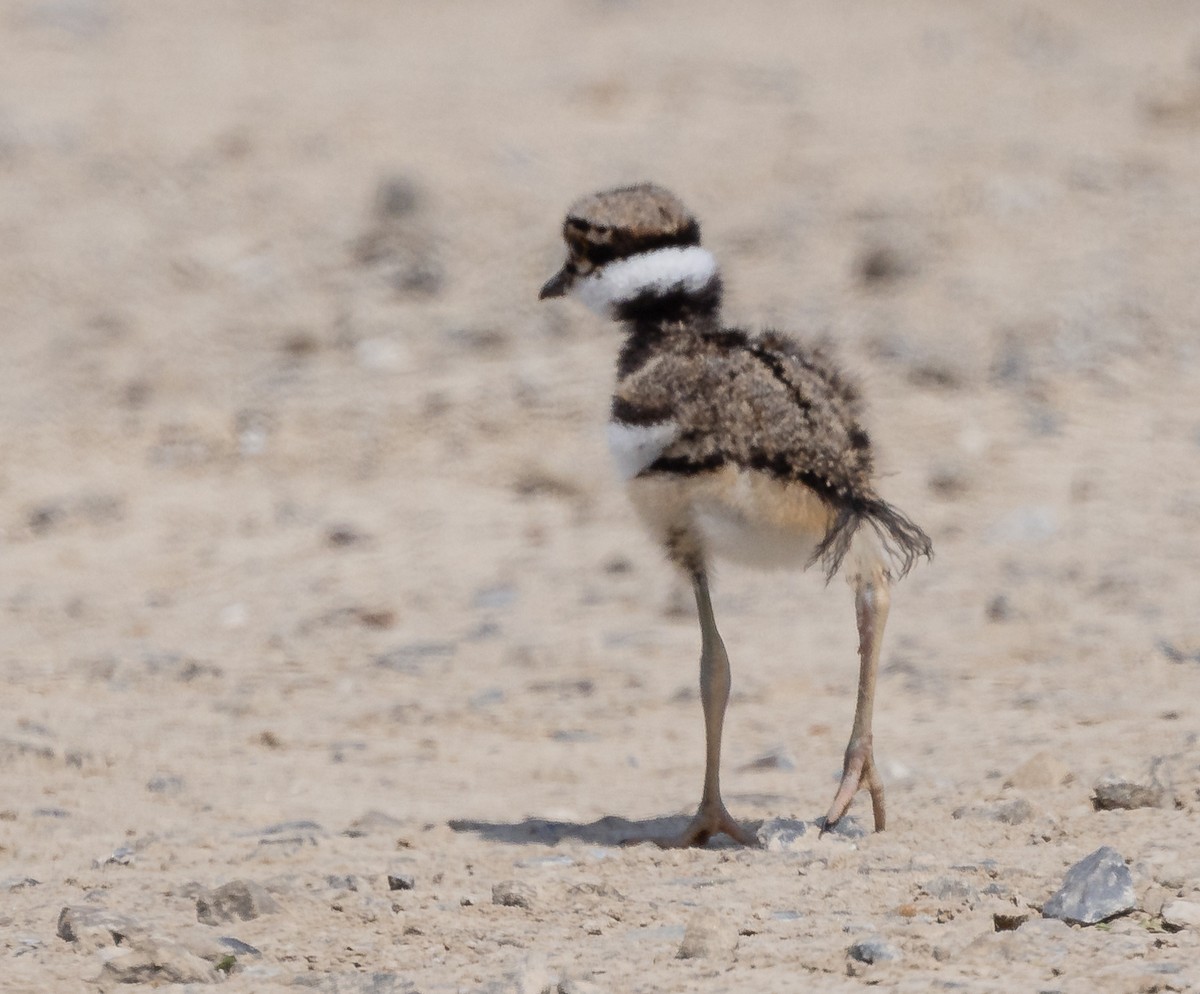 Killdeer - ML619644263