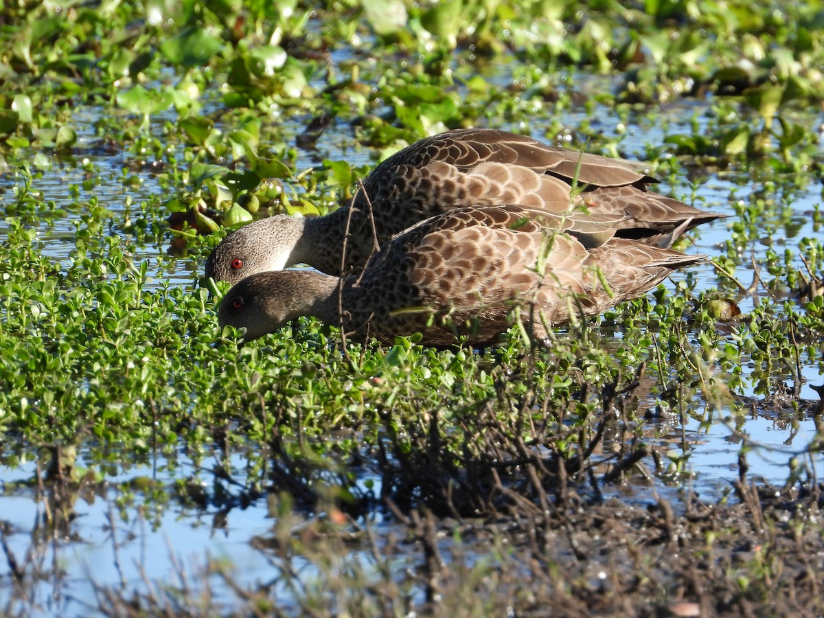 Gray Teal - Cherri and Peter Gordon