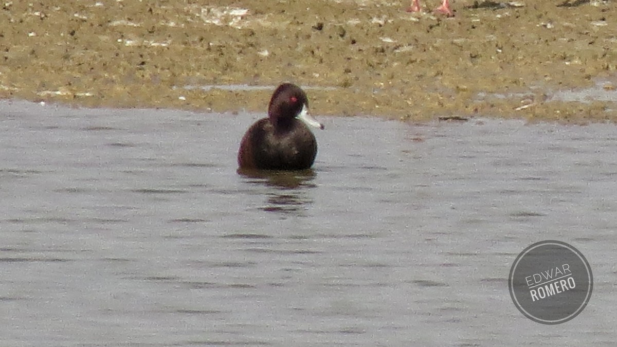 Southern Pochard - EDWAR ROMERO