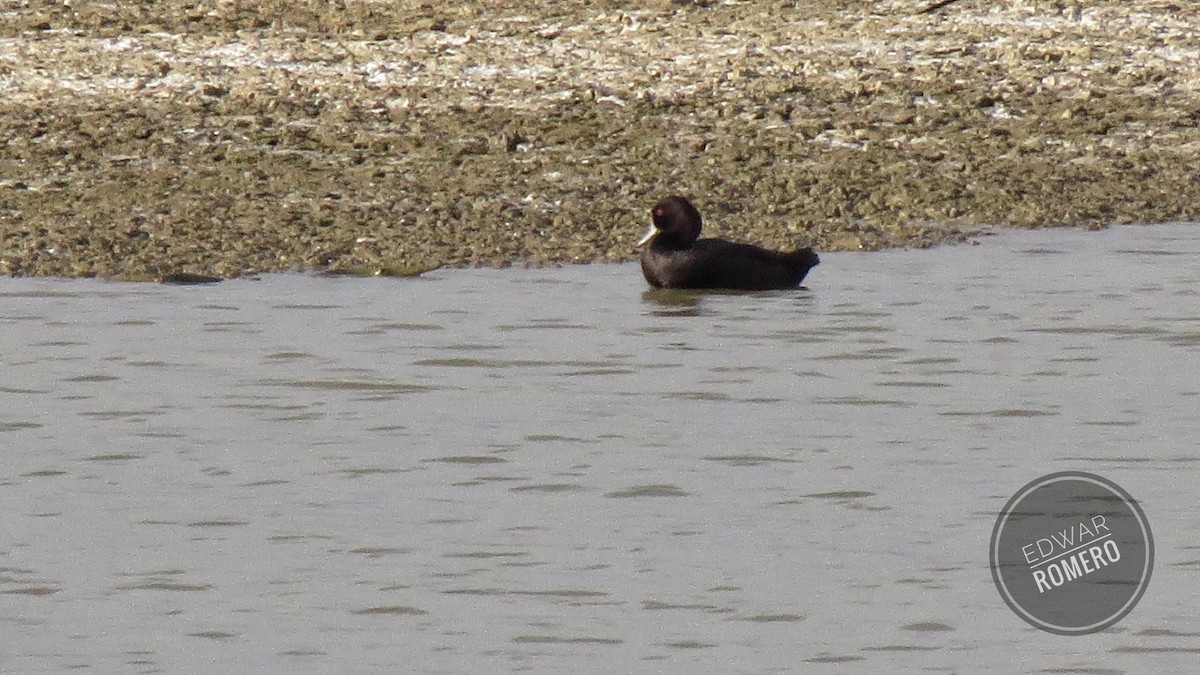 Southern Pochard - EDWAR ROMERO