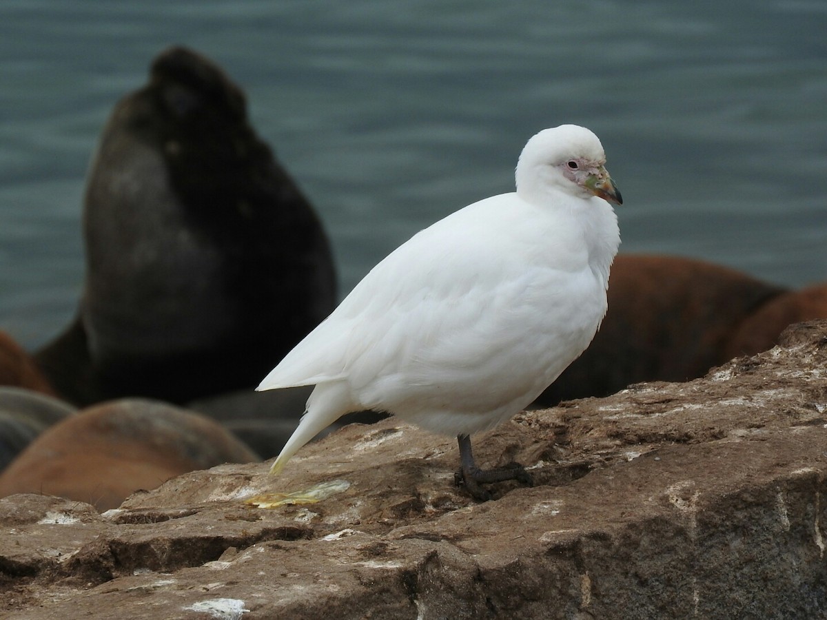 Snowy Sheathbill - Enrique Chiurla