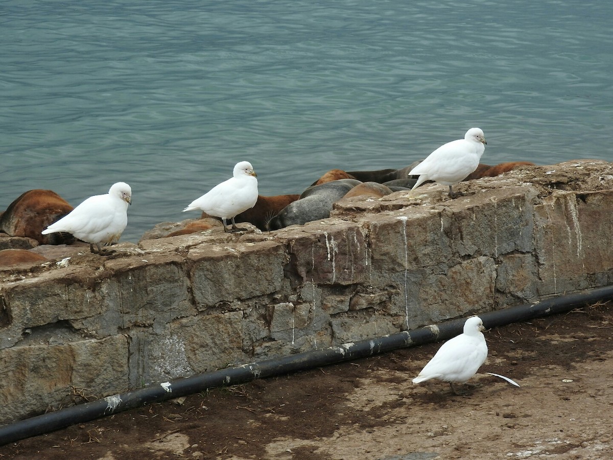 Snowy Sheathbill - ML619644271