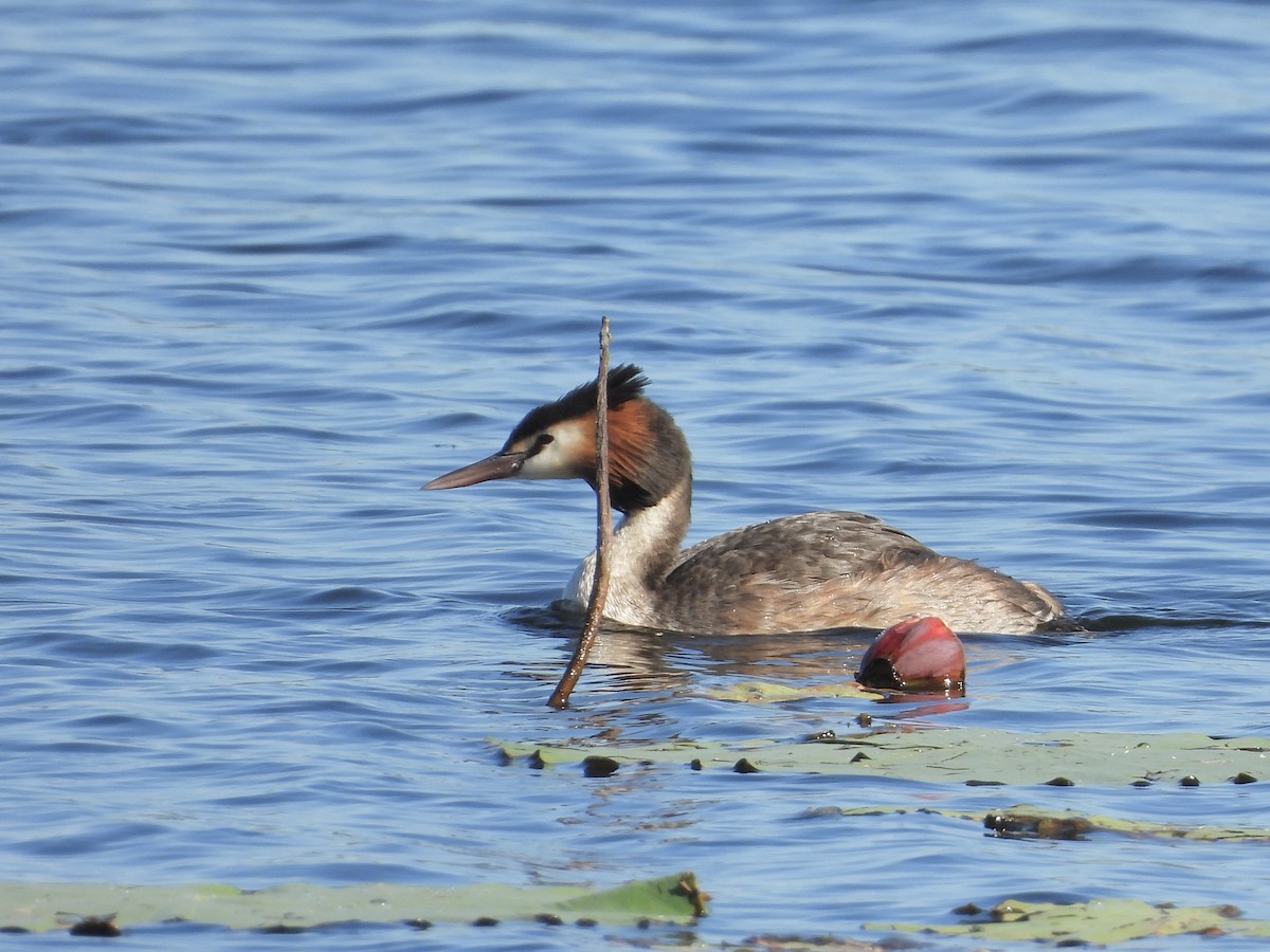 Great Crested Grebe - ML619644295