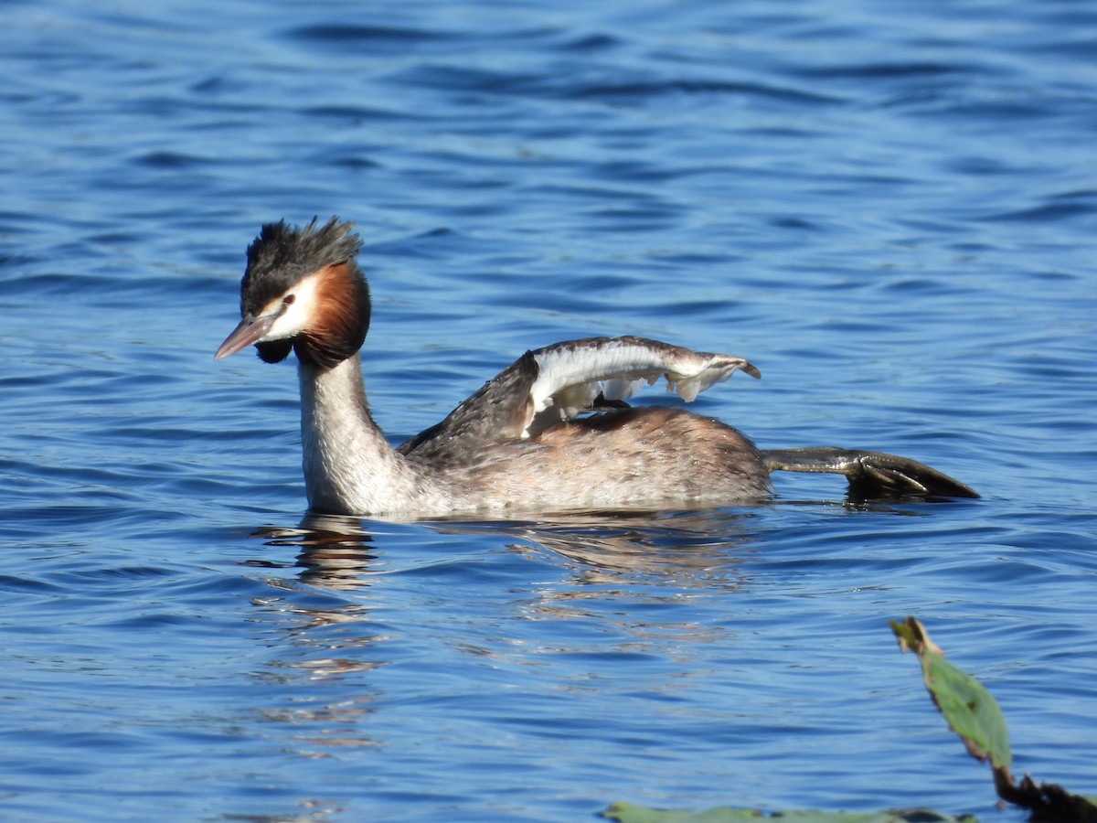 Great Crested Grebe - ML619644296