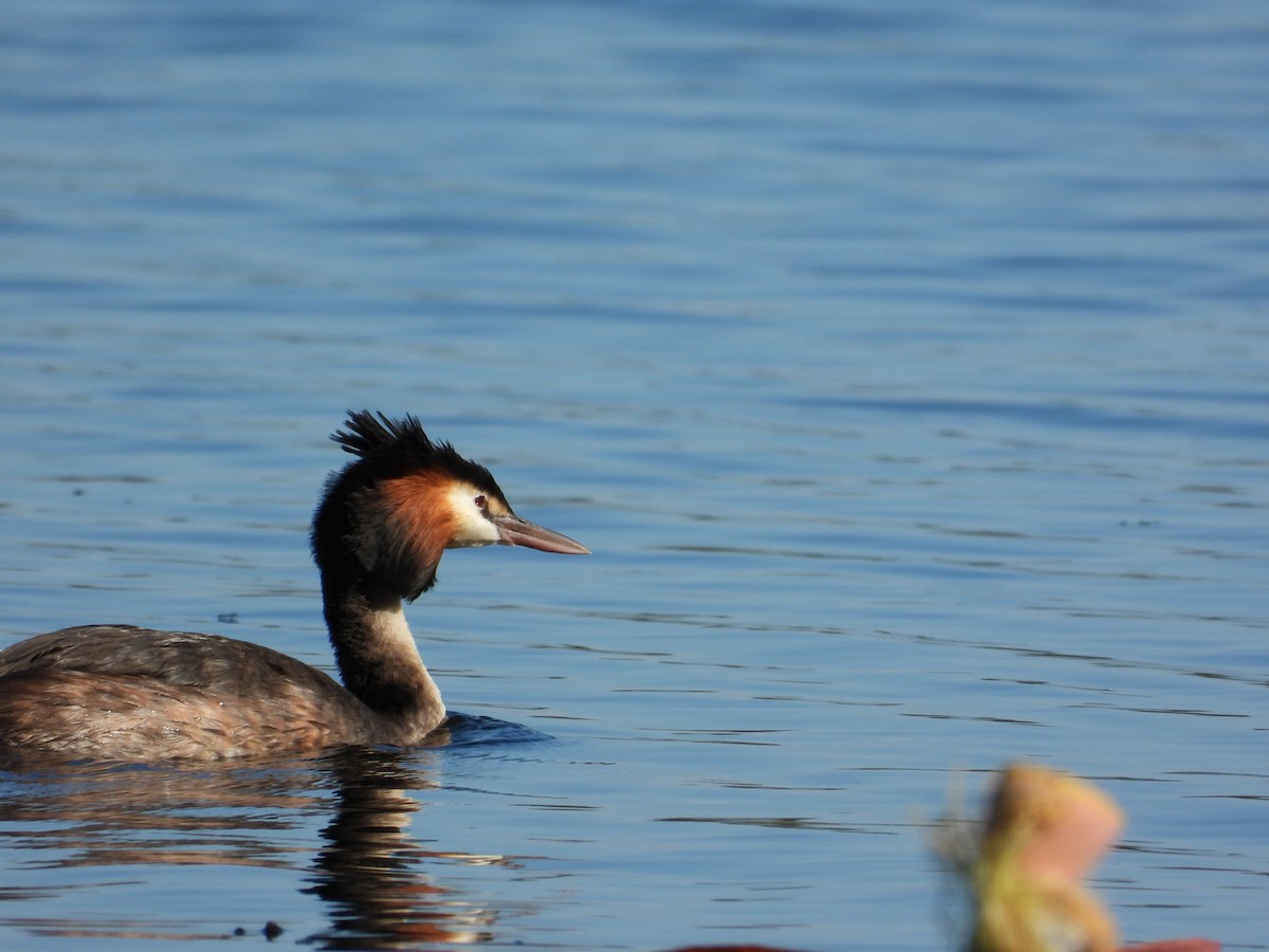 Great Crested Grebe - ML619644297