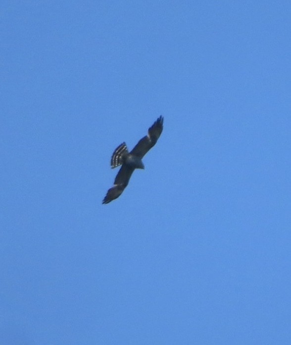 Mississippi Kite - ML619644300