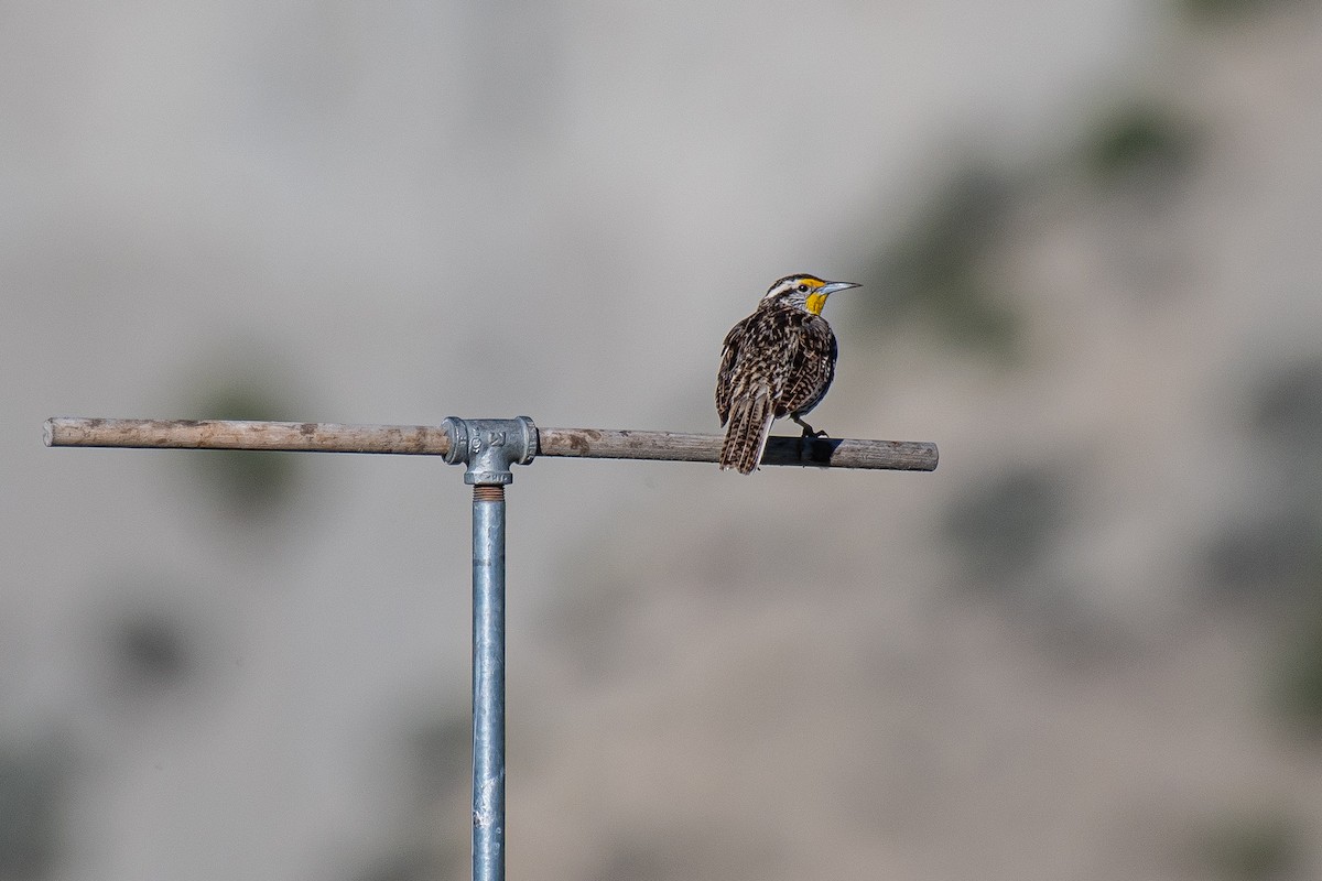 Western Meadowlark - ML619644303