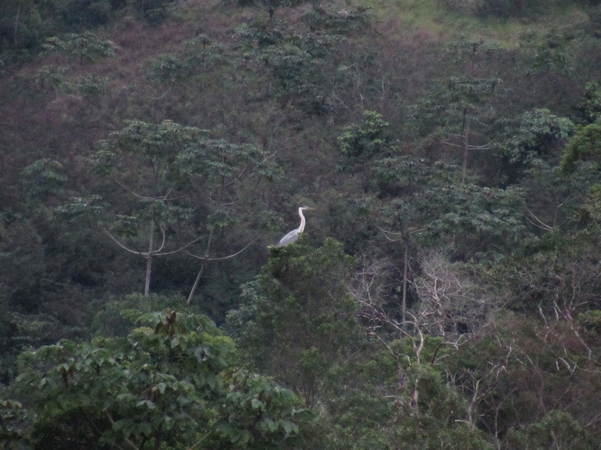 Cocoi Heron - Marcos Antônio de Souza