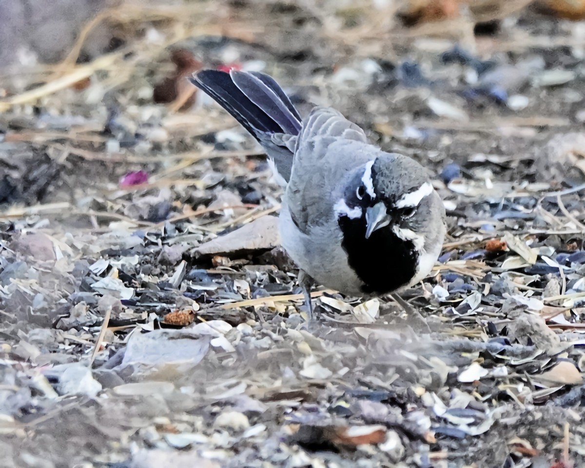 Black-throated Sparrow - Marie Ostrander