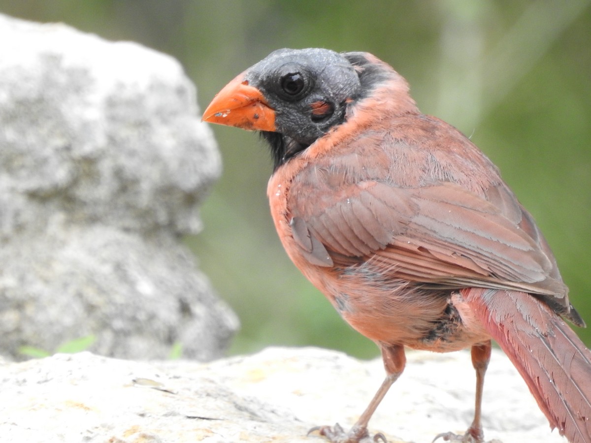 Northern Cardinal - Ulrike Judkins