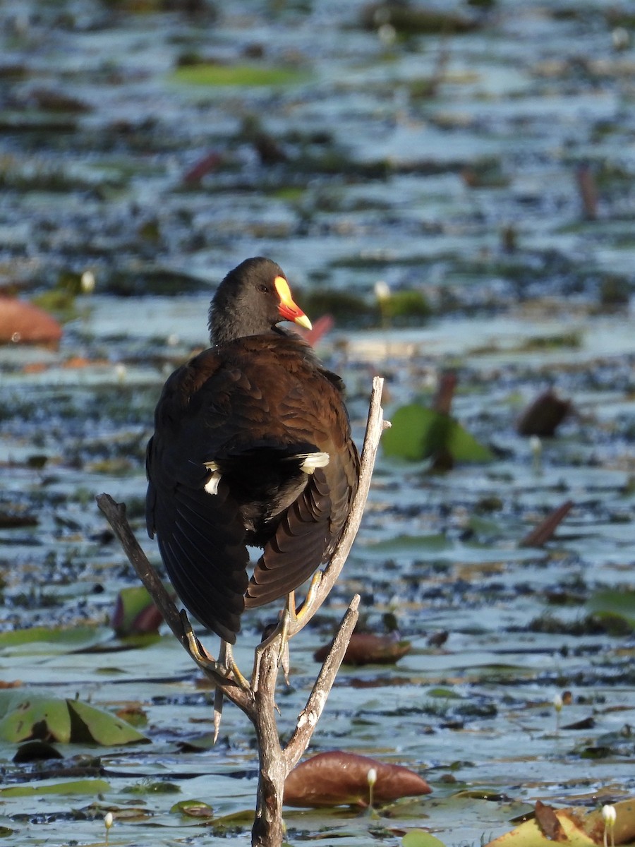 Dusky Moorhen - Cherri and Peter Gordon