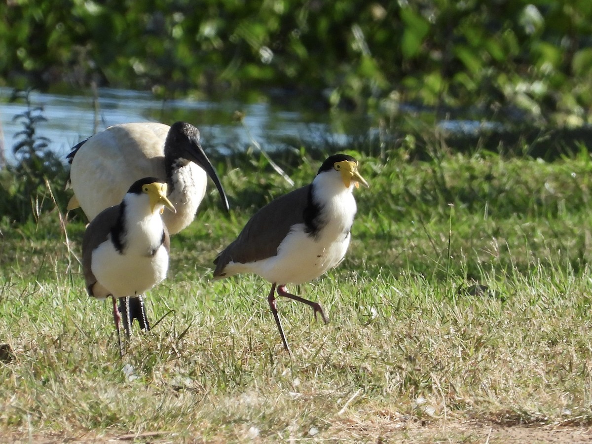 Masked Lapwing - Cherri and Peter Gordon