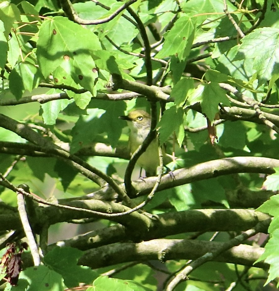 White-eyed Vireo - Jennifer Segrest